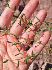 Larrea divaricata, photograph (c) Rocío Esmeralda Pose, some rights reserved (CC BY)