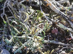 Albuca viscosa
