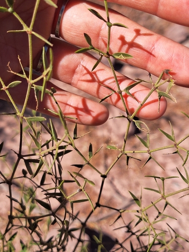 Larrea divaricata, photograph 3