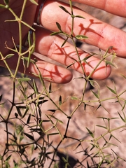 Larrea divaricata, photograph (c) Rocío Esmeralda Pose, some rights reserved (CC BY)