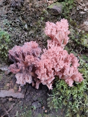 Ramaria botrytoides