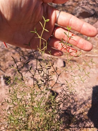 Larrea divaricata, photograph 4