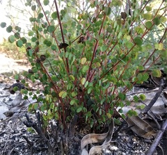 Bossiaea lenticularis