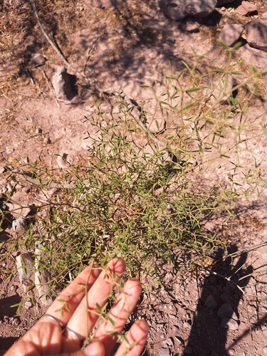 Larrea divaricata, photograph 5
