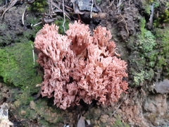 Ramaria botrytoides