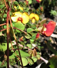 Bossiaea lenticularis