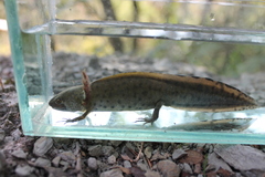 Triturus carnifex
