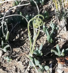 Albuca viscosa