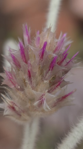 Ptilotus sessilifolius, photograph 3