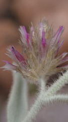 Ptilotus sessilifolius