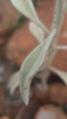 (c) Petra Holland, some rights reserved (CC BY) Ptilotus sessilifolius, photograph (c) Petra Holland, some rights reserved (CC BY)