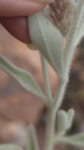 Ptilotus sessilifolius, photograph 5