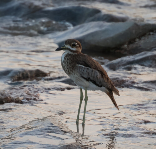 iNaturalist image