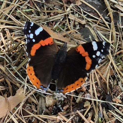 Red Admiral