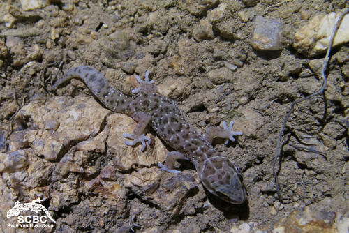 Van Son’s Gecko, Pachydactylus vansoni
