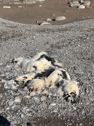 Black Bear sighting near Baffin