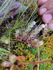 Sedum radiatum