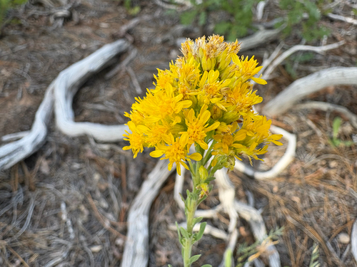 Solidago nana