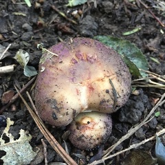 Russula vinaceocuticulata