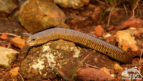 White-throated Legless Skink, Acontias albigularis
