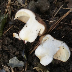 Russula vinaceocuticulata