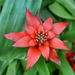 Guzmania - Photo (c) Cliff, some rights reserved (CC BY)