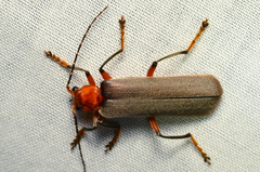 Pacificanthia consors