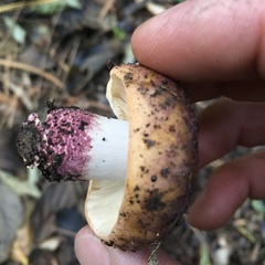 Russula vinaceocuticulata