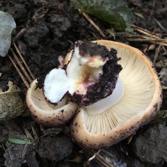 Russula vinaceocuticulata