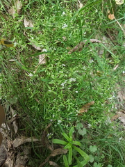 Galium trilobum