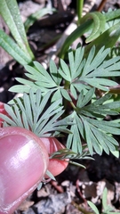 Dicentra cucullaria