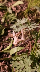 Dicentra cucullaria