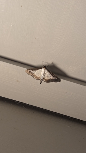 Box Tree Moth