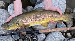 Salmo marmoratus