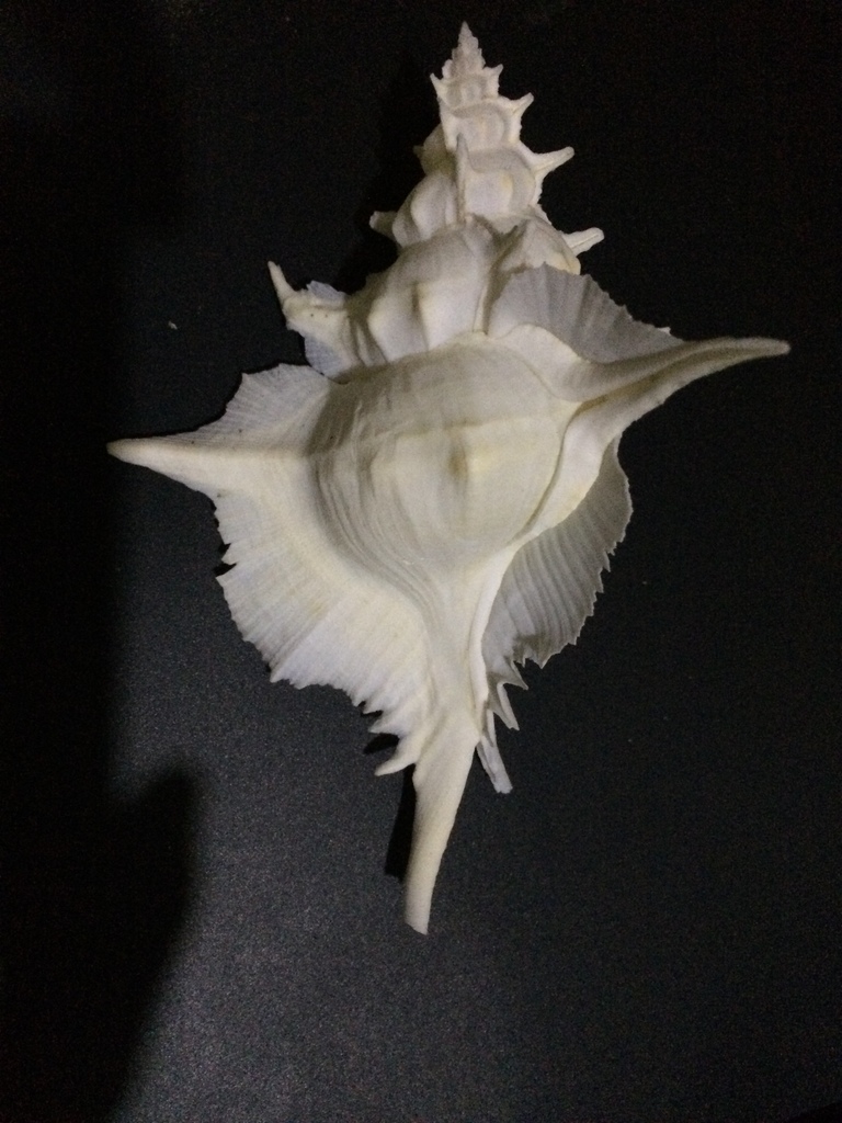 Siratus alabaster