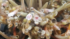 Claytonia exigua