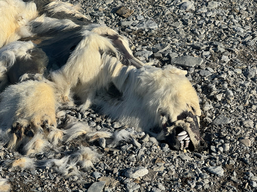 Black Bear sighting near Baffin