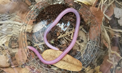 Lang's Worm Lizard, Chirindia langi