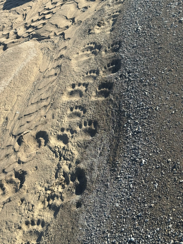 Black Bear sighting near Baffin