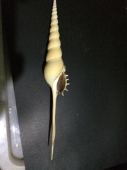 Tibia fusus