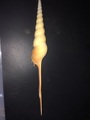 Tibia fusus, 2020-05-11