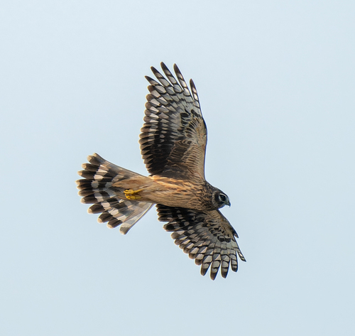 Hen Harrier