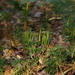 Blue Clubmoss - Photo (c) dogtooth77, some rights reserved (CC BY-NC-SA)