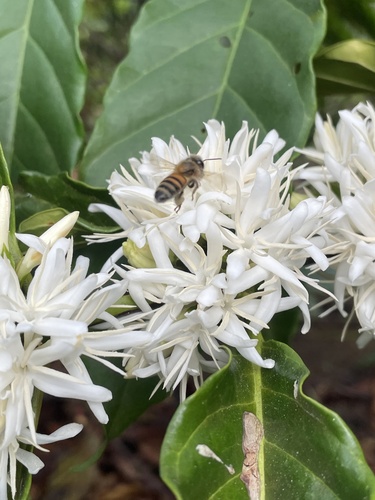 Western Honey Bee