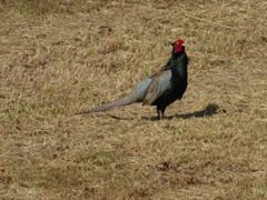 Phasianus versicolor