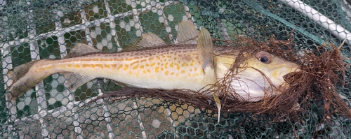 Atlantic Cod