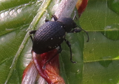 Otiorhynchus gemmatus