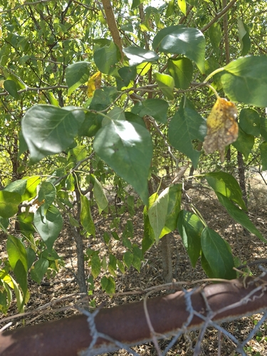 Osage-orange