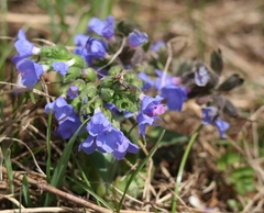 Pulmonaria australis