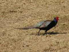 Phasianus versicolor